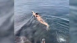 VIDEO / Diletta Leotta: nuotata col pancione in Sicilia