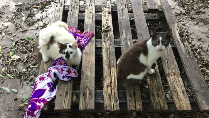 Il Giglio studia come non cadere nella trappola del Parma - immagine 1