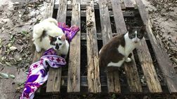 Il Giglio studia come non cadere nella trappola del Parma