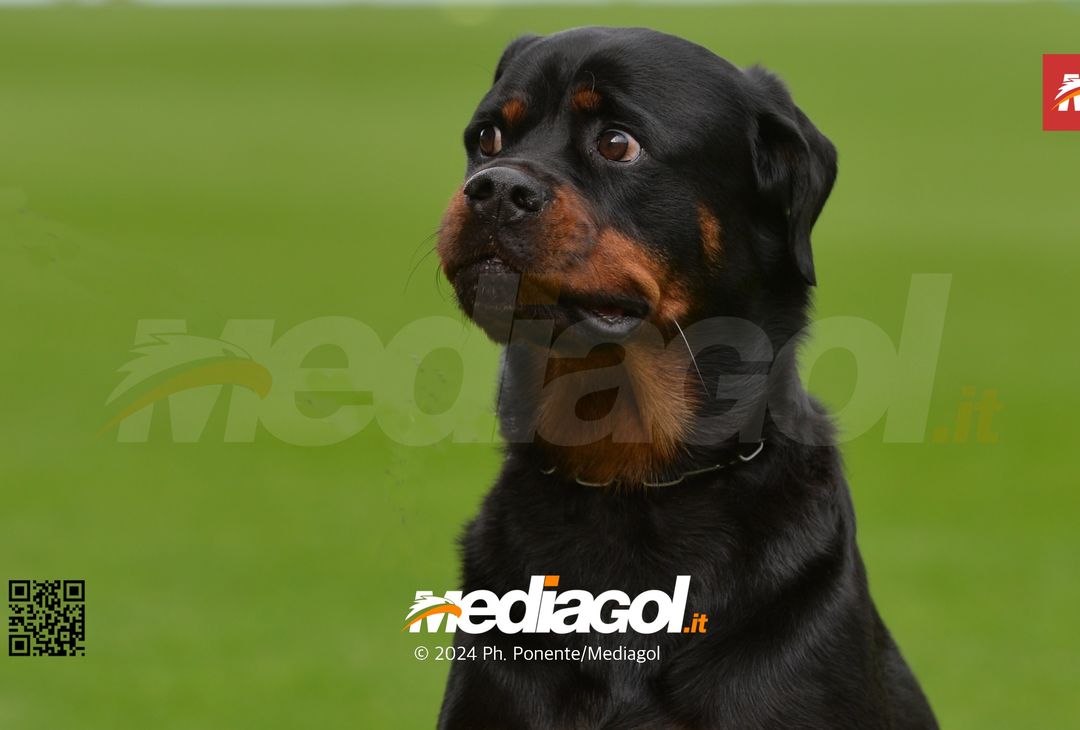 FOTO Palermo-Modena 4-2, 21ª giornata Serie B 2023-2024 (GALLERY) - immagine 57