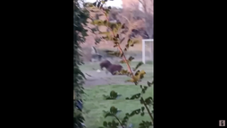 Incredibile a Roma: tre cinghiali trovano una palla e… giocano a calcio! (VIDEO)