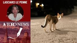Gatti randagi nella notte del web