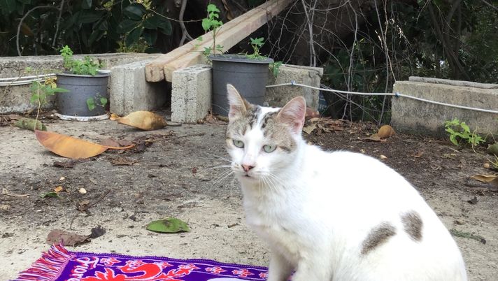 Il Giglio si affida a Rugiada contro il Como - immagine 1