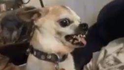 Napoli-Udinese, il LIVEBLOG: “Un Napoli così non si vedeva dai tempi di Calzona”