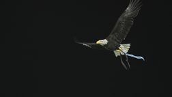 Lazio, il nuovo falconiere: “Quello che ho scritto non mi rappresenta più”