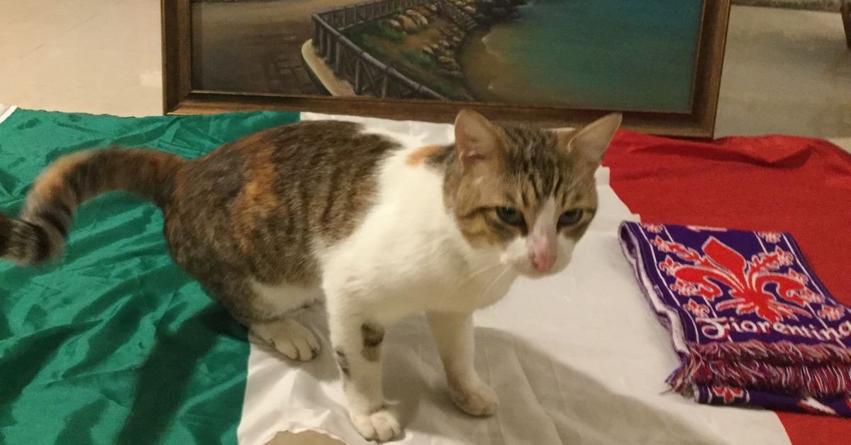 Il Giglio tifa l’Italia contro la Bosnia - Viola News