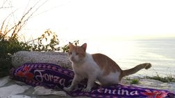 Viola in Libano: “Nella notte più lunga aspettiamo la scintilla”