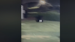 VIDEO / Orso entra a casa di Demichelis: la reazione della famiglia