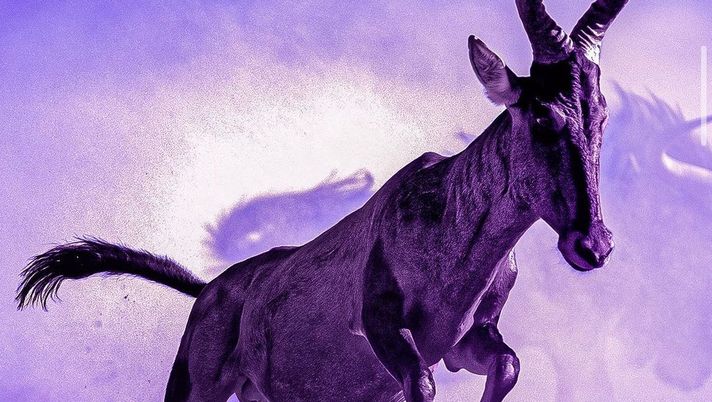 FOTO – Eccolo il consueto indizio social targato Fiorentina: arriva Nzola - immagine 1