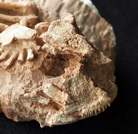 Una rana preistorica scoperta a dicembre: gli scienziati la chiamano “Dibu Martinez”…!- immagine 4