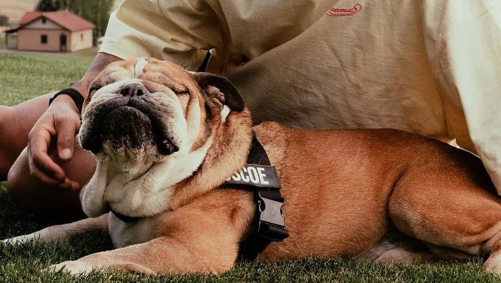 Hamilton, è morto il cane Roscoe: “La decisione più difficile della mia vita” Hamilton, è morto il cane Roscoe: “La decisione più difficile della mia vita” - immagine 1