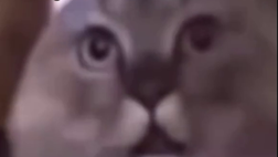 Lo Scudetto del Napoli si festeggiava un anno fa: il ricordo geniale su TikTok