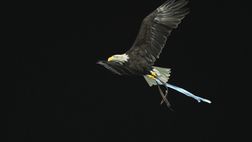 Lazio-Frosinone, Olympia in Tribuna Tevere: l’iniziativa della società