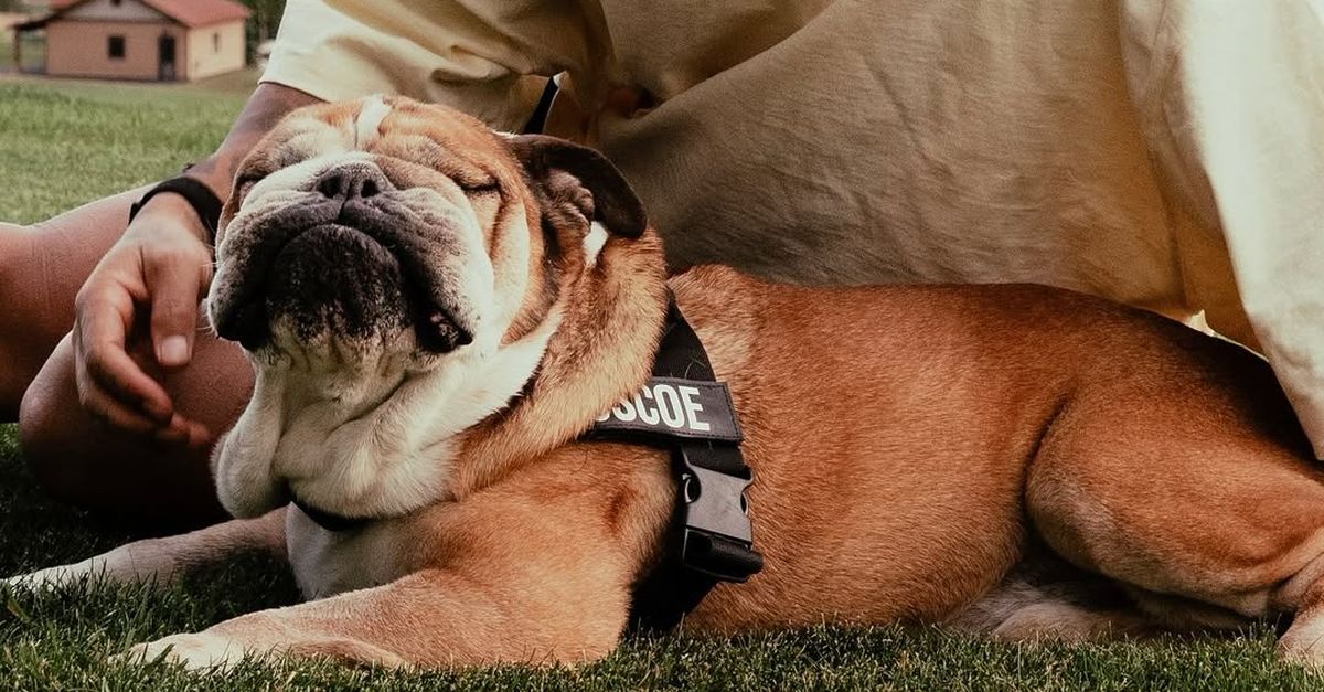 Hamilton, è morto il cane Roscoe: “La decisione più difficile della mia vita”