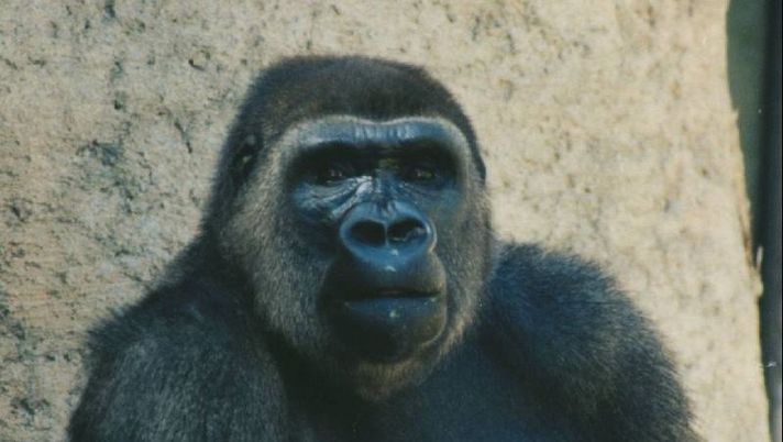 La possibile invasione dei ‘Minghia’ - immagine 1