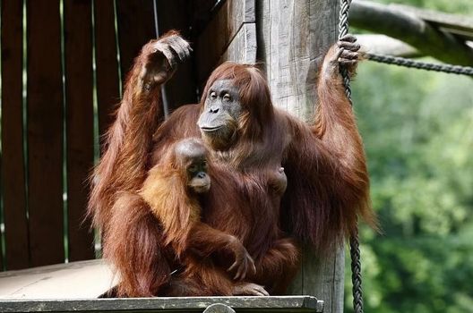 Europei, la previsione dell’orango: Germania batte Scozia di misura- immagine 2