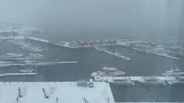 Bodo nevicata
