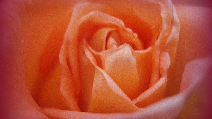 Ricordi di Toro - immagine 1