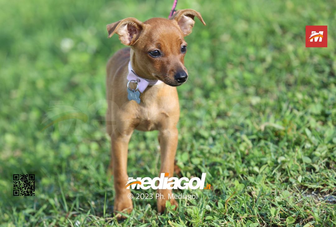 FOTOTIFO Gli scatti dei tifosi presenti per Palermo-Legnago 1-1 - immagine 66