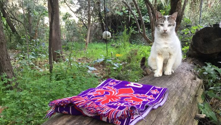 Il Giglio contro l’incubo rappresentato dal Como di Fabregas - immagine 1