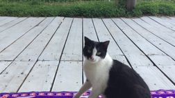 Dal Libano, Quadrifoglia tifa Viola contro il Verona