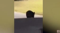 VIDEO / Orso entra a casa di Demichelis: la reazione della famiglia