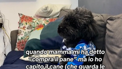 La fede per il Napoli contagia anche un cagnolino: tifoso speciale avanti alla tv