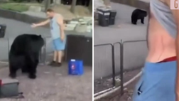 VIDEO / Ferito da un orso dentro casa sua