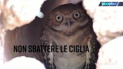 Fissa il gufo senza ridere, ce la fai?
