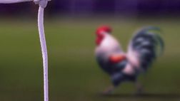 FOTO – Ecco l’indizio social per l’arrivo del “Gallo” Belotti