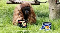 Europei, la previsione dell’orango: Germania batte Scozia di misura