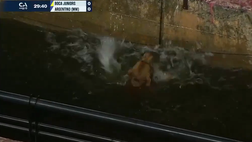 Boca Juniors, salvato un cagnolino caduto nella fossa della Bombonera