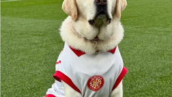 Girona, la nuova mascotte è Canya il labrador e ha un profilo social!