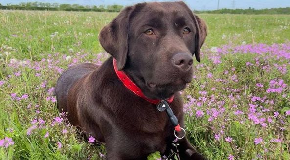 Arsenal, il cane labrador uno del gruppo: nella foto ufficiale con i giocatori- immagine 2