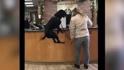 Il cane ha voglia di farsi visitare da veterinario: gioia incontenibile!