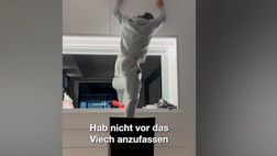 VIDEO / Kroos diventa l’Uomo Ragno per dare la caccia ad un topo