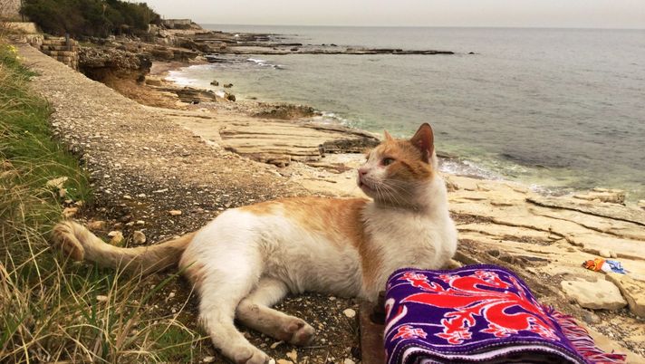 Fiorentina, batti il Sassuolo e Vanoli dimostri il suo valore - immagine 1