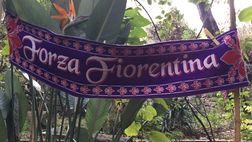 Fiorentina come una Strelitzia il fiore con ali