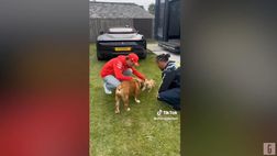 VIDEO / Leclerc e Hamilton, prove d’intesa: primo incontro tra i cani dei due piloti
