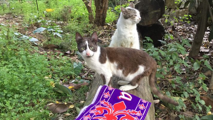 La Rinascita del Giglio passa dall’Europa - immagine 1