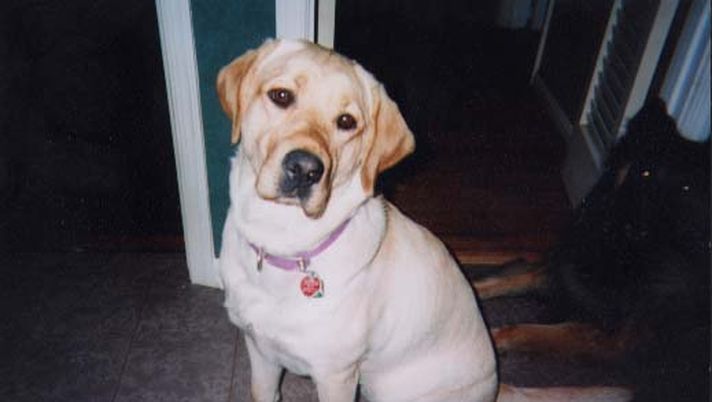 L’ultimo urlo di Jack - immagine 1