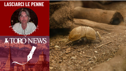 Un armadillo granata