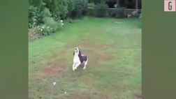 VIDEO / Onana, piove sul bagnato: la sua papera diventa parodia