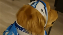 Il tifo per il Napoli impazza: “contagiato” anche un simpatico cagnolino