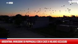 VIDEO/ Argentina, una città combatte un’invasione di pappagalli