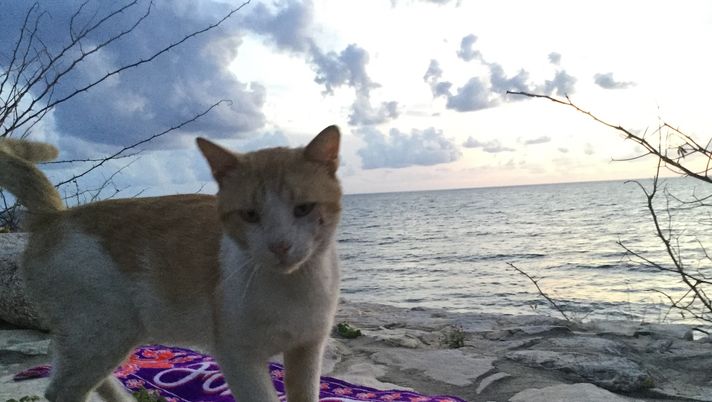 Quanti punti dovrebbe fare Vanoli per meritare di essere riconfermato? - immagine 1