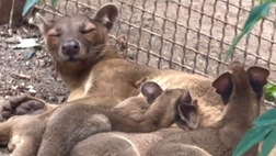 Zoo di Napoli in festa, nati 4 Fossa del Madagascar: due si chiamano Rasmus e Kevin