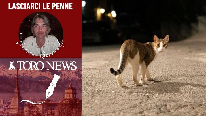 Gatti randagi nella notte del web - immagine 1