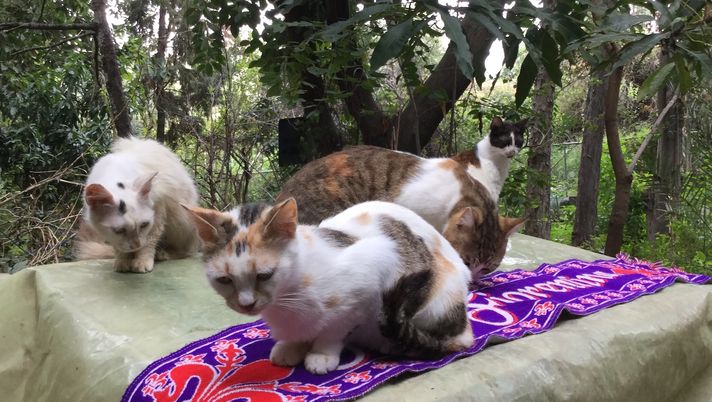 Dall’incubo della guerra alla speranza di passare il turno contro il Crystal Palace - immagine 1