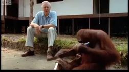 Napoli-Bologna, il Liveblog: “De Laurentiis che osserva Calzona lavorare”